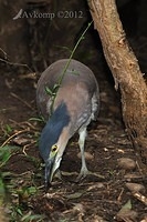 nankeen night heron 3163