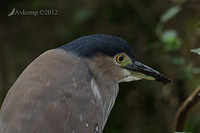 nankeen night heron 3165