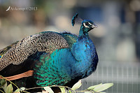 peacock 7441