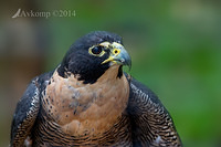 peregrine falcon 11309