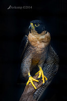 peregrine falcon 11317