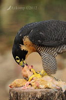 peregrine falcon 3095