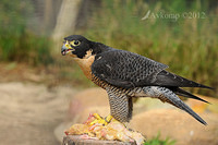 peregrine falcon 3098