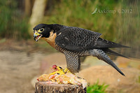 peregrine falcon 3103