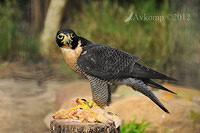 peregrine falcon 3105