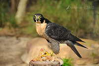 peregrine falcon 3109