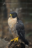 peregrine falcon 3118