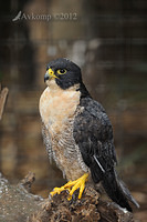 peregrine falcon 3121