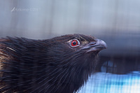 pheasant coucal 15313