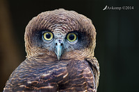 rufous owl 18096