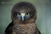 rufous owl 2625