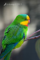 superb parrot 7430