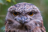 tawny frogmouth 11254