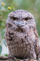 tawny frogmouth 11255