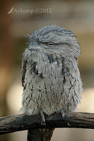 tawny frogmouth2884