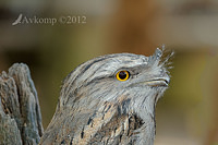 tawny frogmouth2885