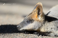 wallaby 7307