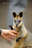 wallaby 2896