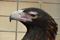 wedge tailed eagle 3138a