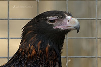 wedge tailed eagle 3139