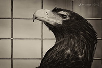 wedge tailed eagle 3140 bw1