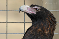 wedge tailed eagle 3140