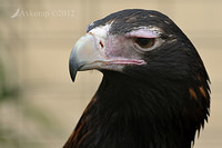 wedge tailed eagle 3142