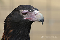 wedge tailed eagle 3144