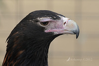 wedge tailed eagle 3145