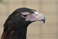 wedge tailed eagle 3146