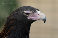 wedge tailed eagle 3148