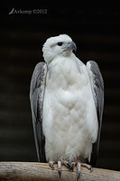 white bellied sea eagtle 3037