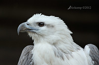 white bellied sea eagtle 3042