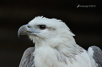 white bellied sea eagtle 3043