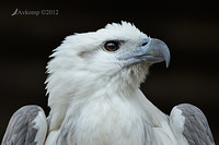 white bellied sea eagtle 3044