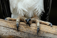 white bellied sea eagtle 3055