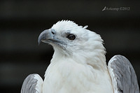 white bellied sea eagtle 3056