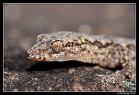 Lesueurs gecko 6265