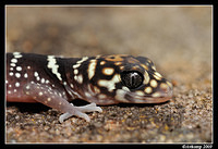 barking gecko 0015