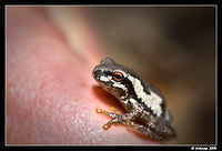 bleating tree frog30