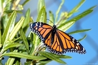 butterfly 3 adobe monitor profile std