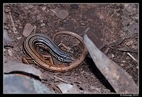copper tailed skink 6271