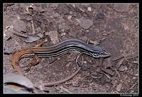 copper tailed skink 6273