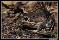 eastern banjo frog 0029