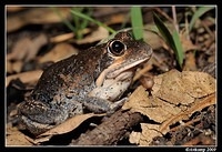 eastern banjo frog 0031
