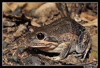 eastern banjo frog 5623