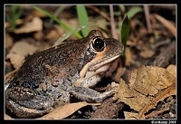 eastern banjo frog 5624