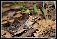 eastern banjo frog 5625