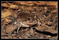 eastern banjo frog 5626