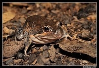 eastern banjo frog 5628